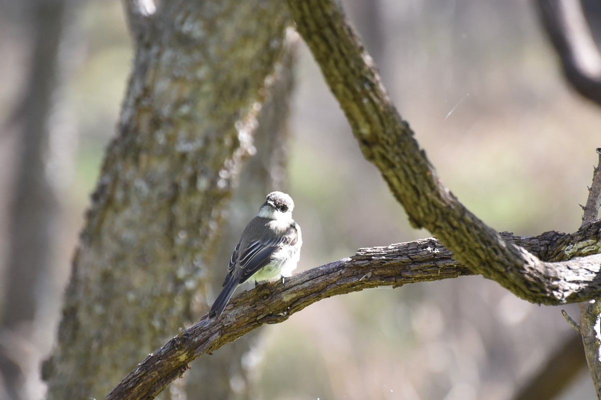 Eastern Phoebe - ML646456184