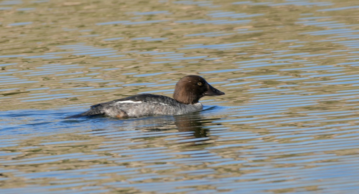 Common Goldeneye - ML646456186
