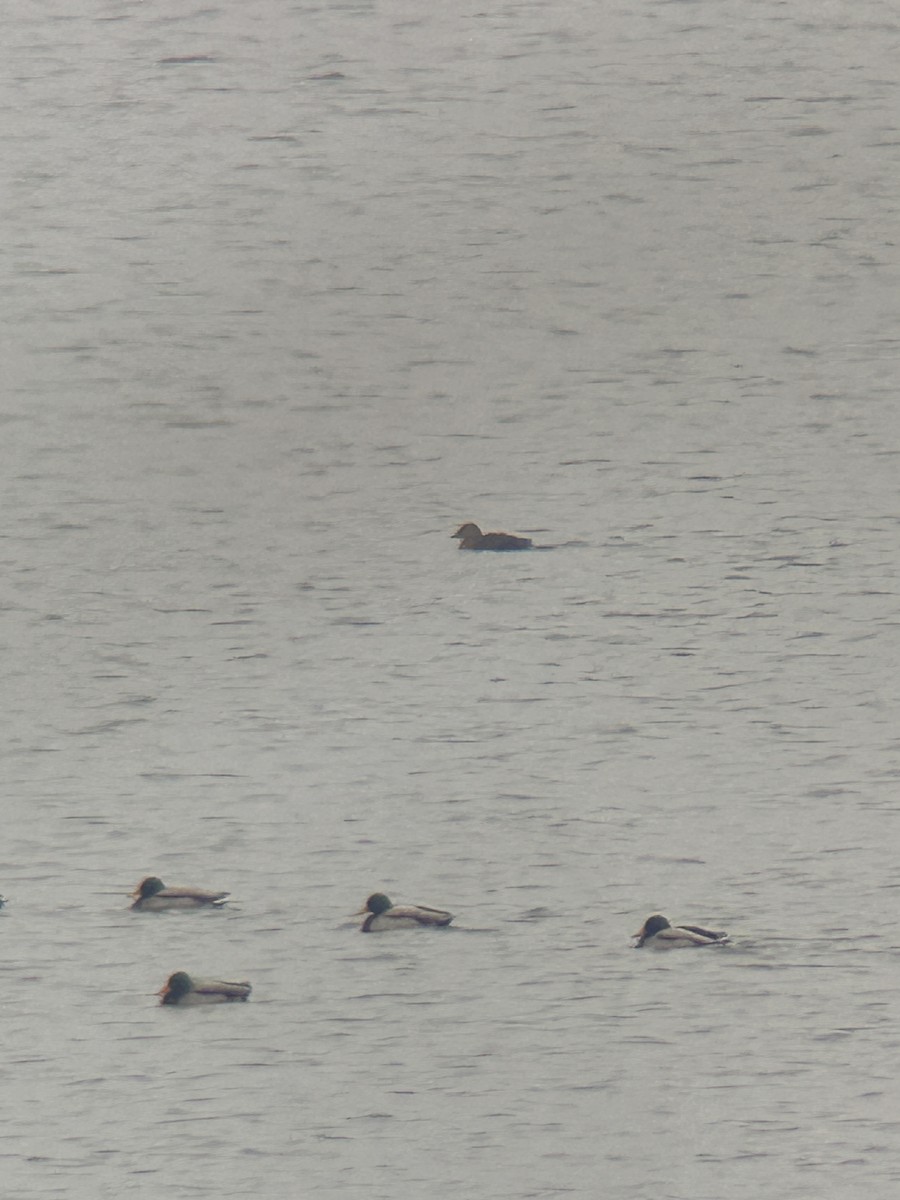 Гага-гребенушка - ML646456187