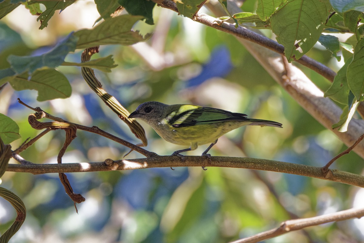 Black-headed Tanager - ML646456192