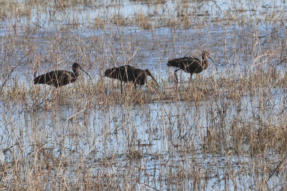 White-faced Ibis - ML646456197
