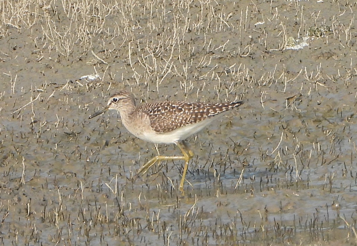 Wood Sandpiper - ML646456199