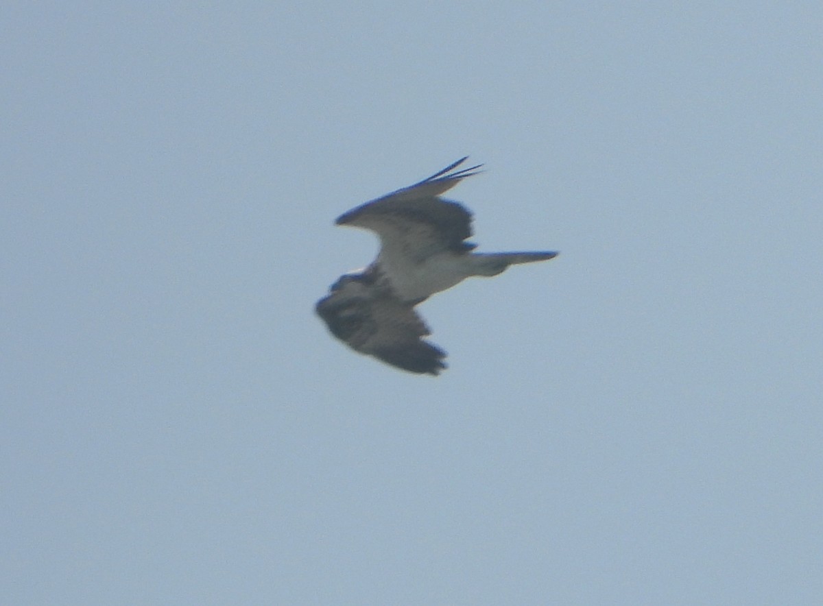 Osprey - ML646456207