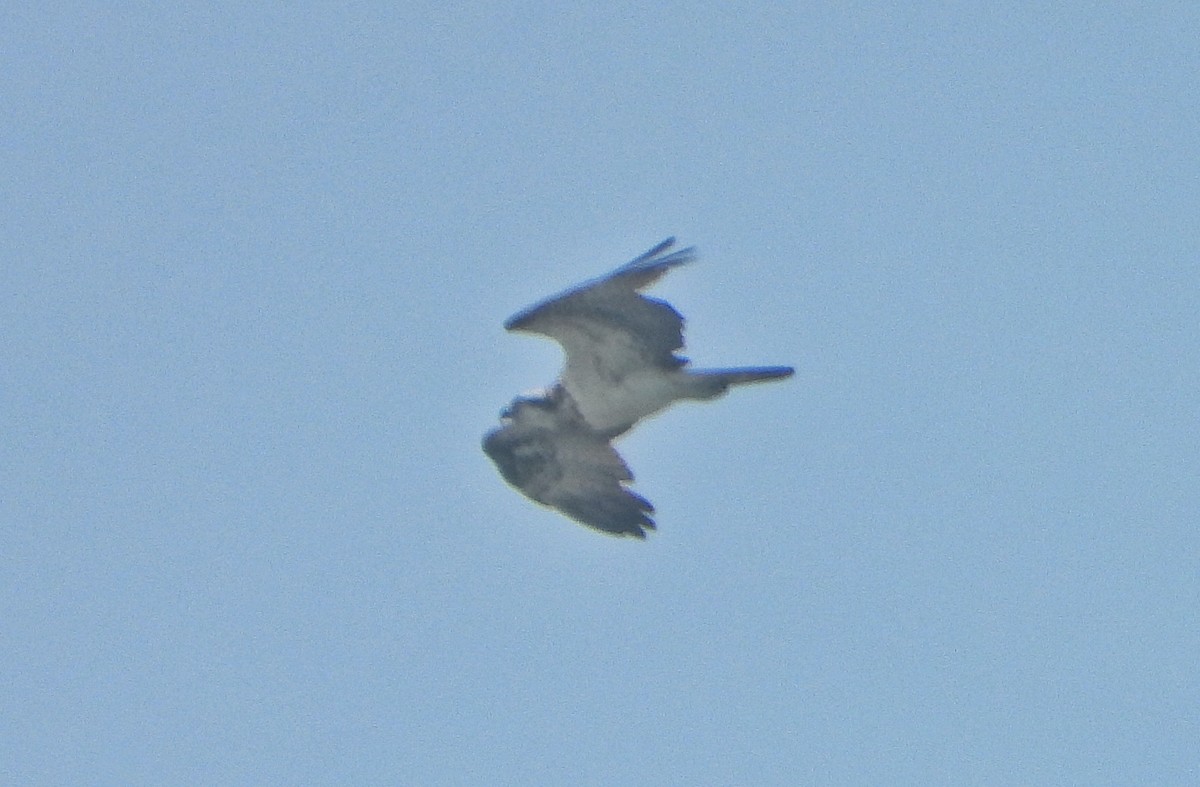 Osprey - ML646456209