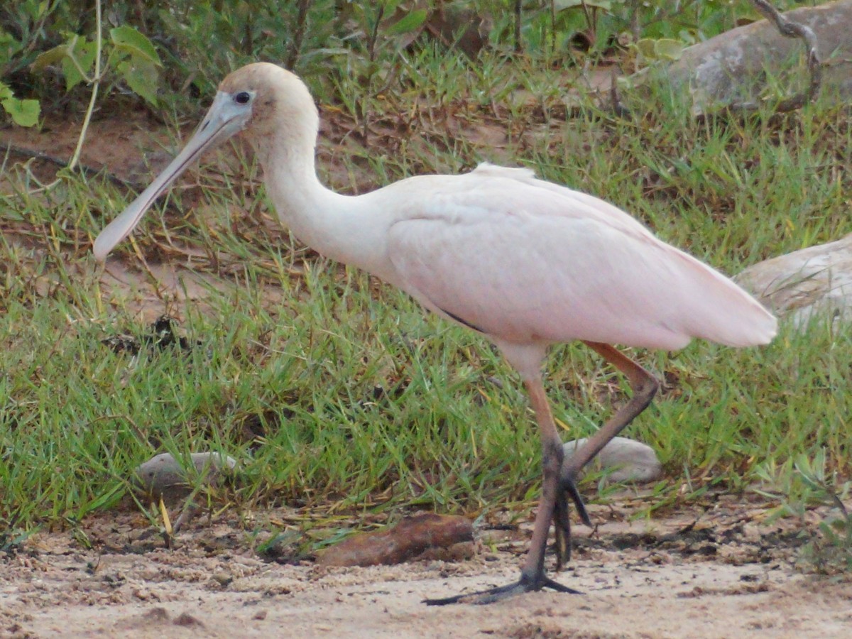 Roseate Spoonbill - ML646456210