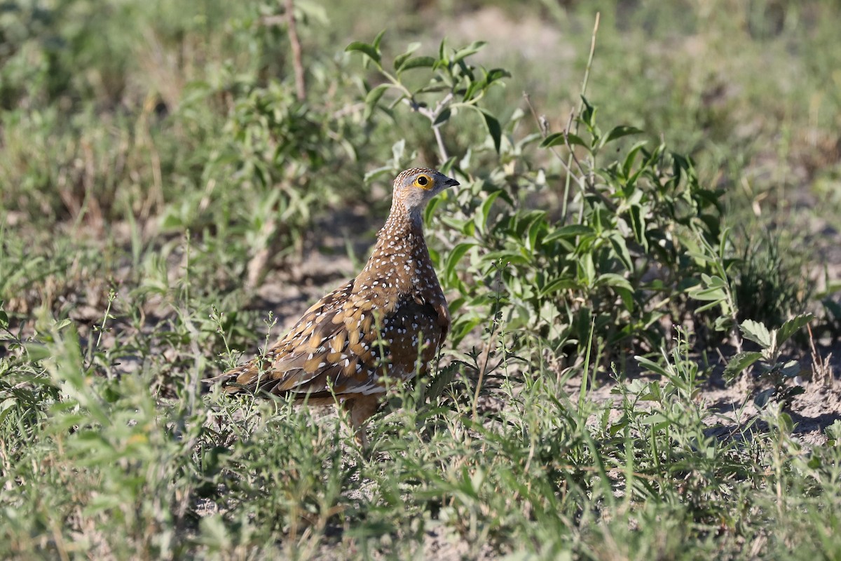 Burchell Bağırtlağı - ML646456213