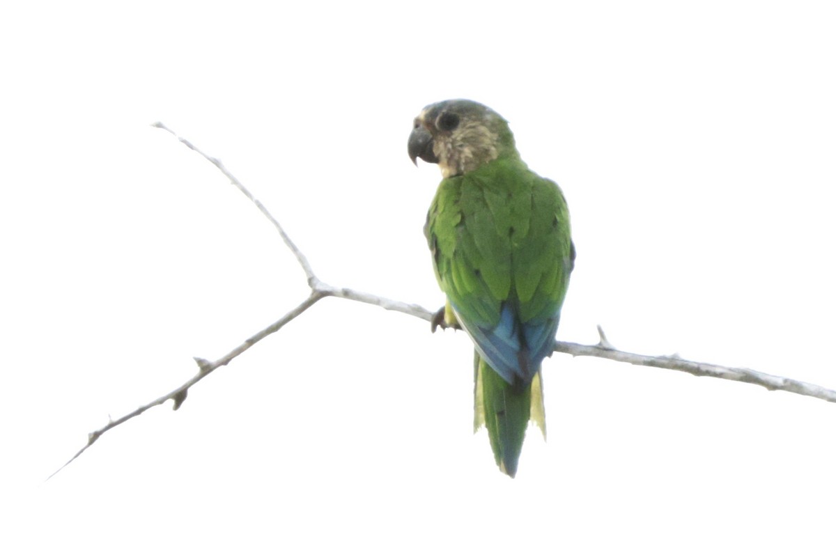 Brown-throated Parakeet - ML646456214