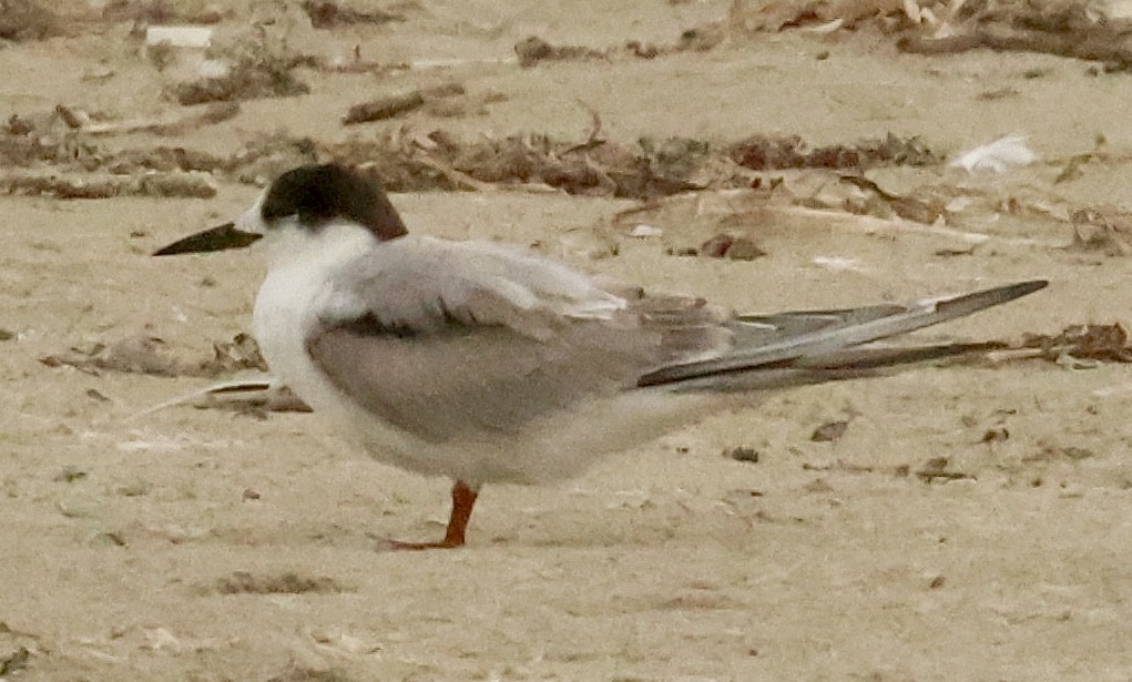 Common Tern - ML646456215