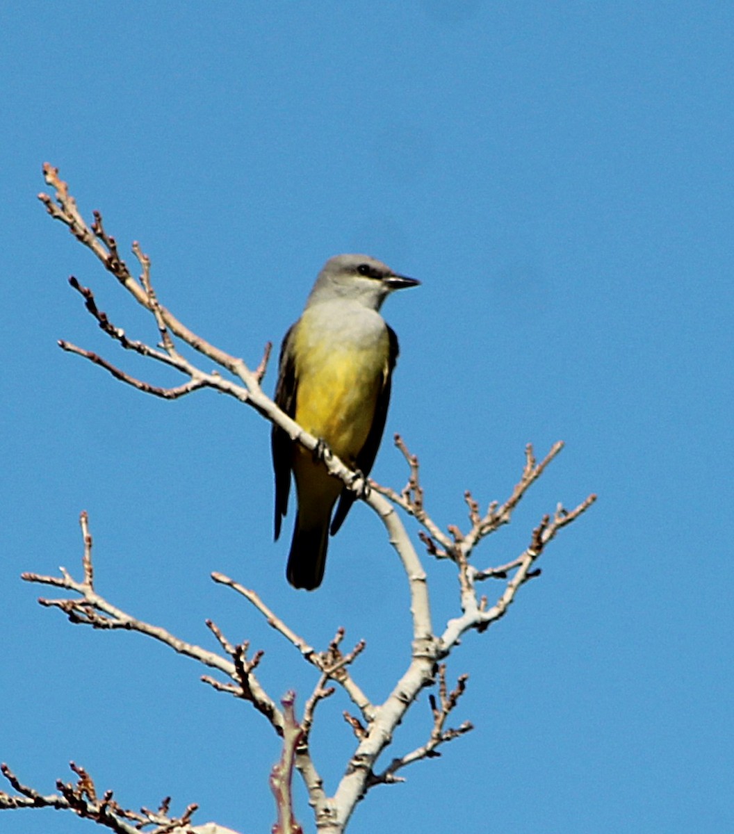 Western Kingbird - ML646456216