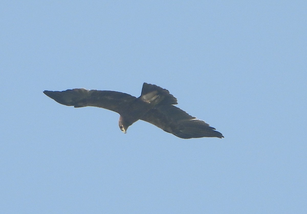 Indian Spotted Eagle - ML646456219