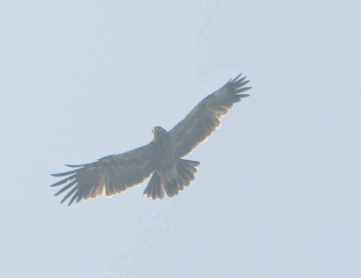 Indian Spotted Eagle - ML646456220