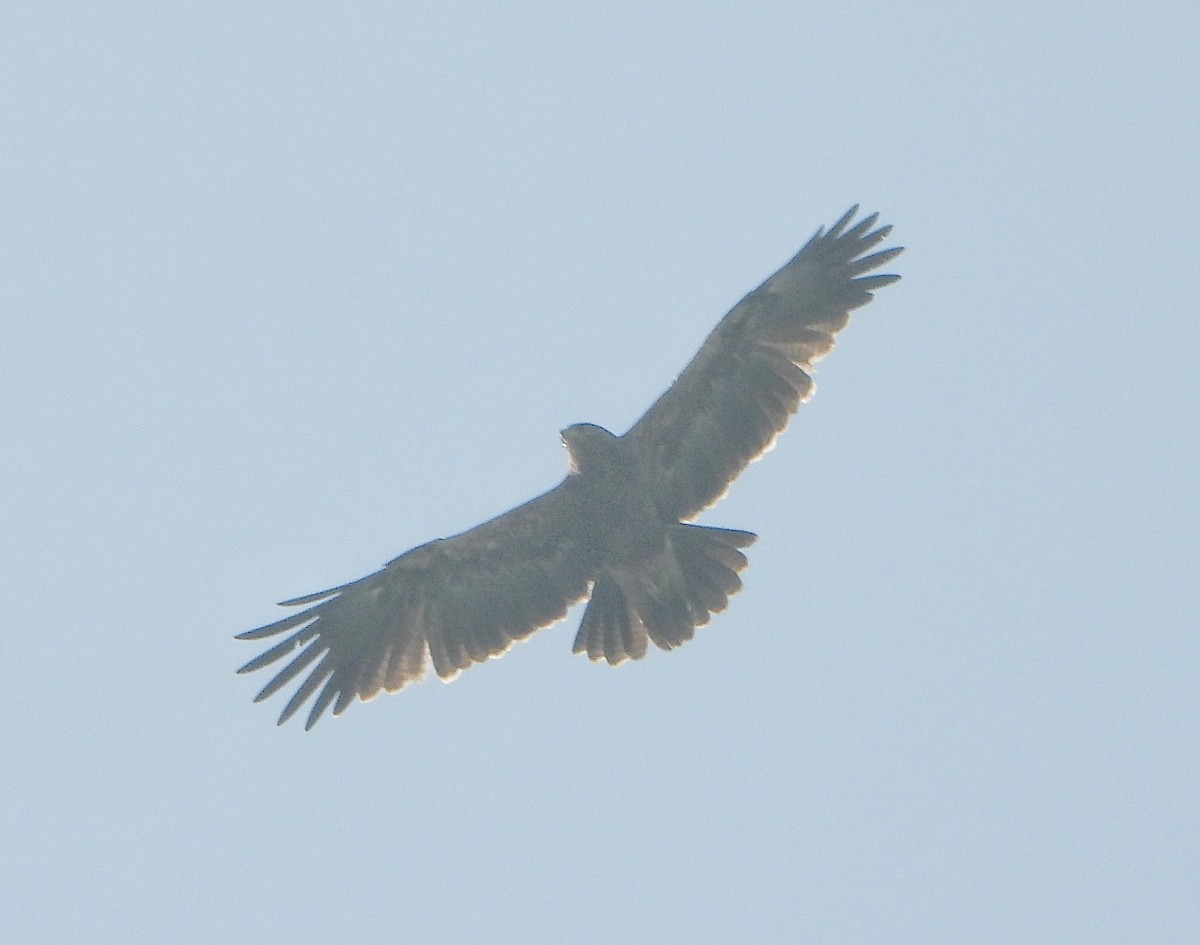 Indian Spotted Eagle - ML646456223