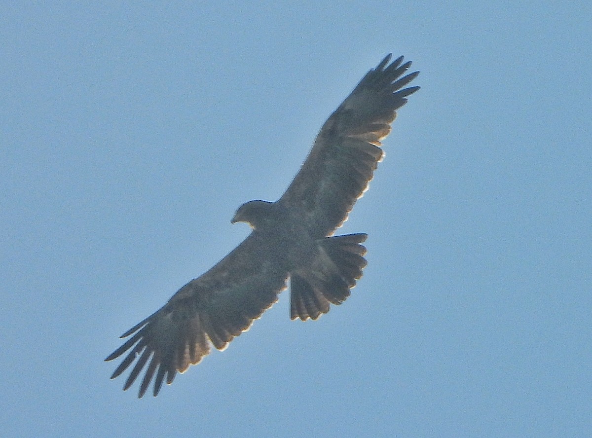Indian Spotted Eagle - ML646456224