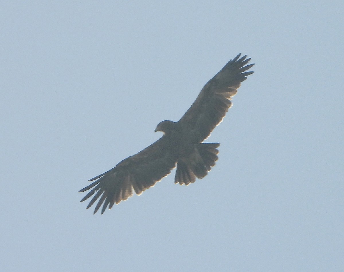 Indian Spotted Eagle - ML646456225