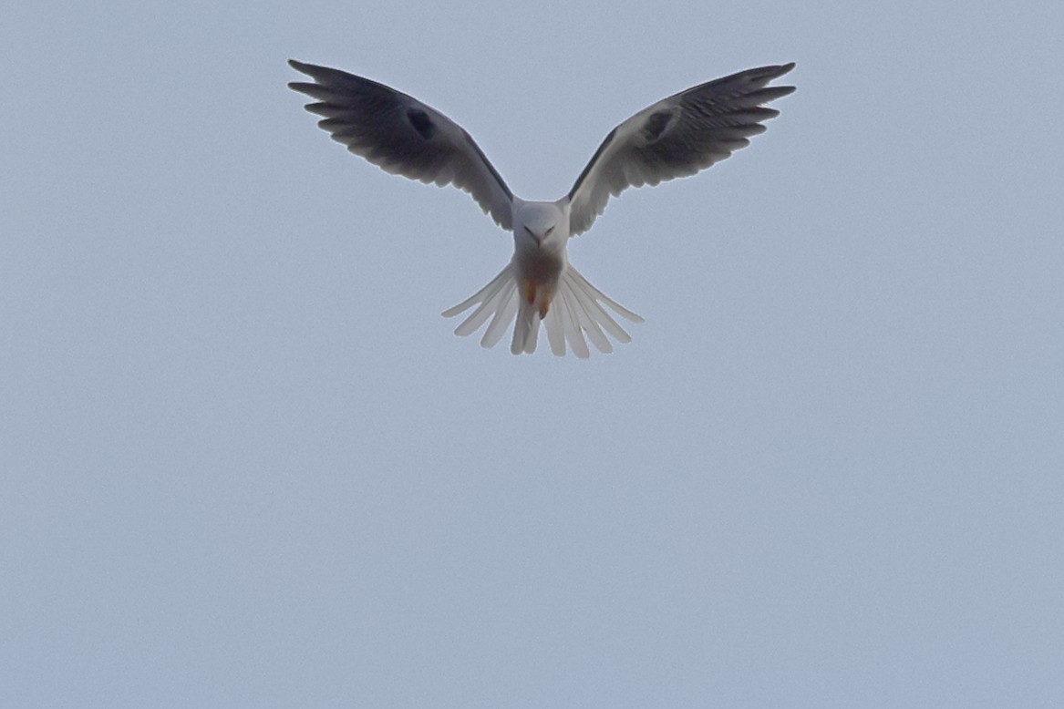 White-tailed Kite - ML646456233