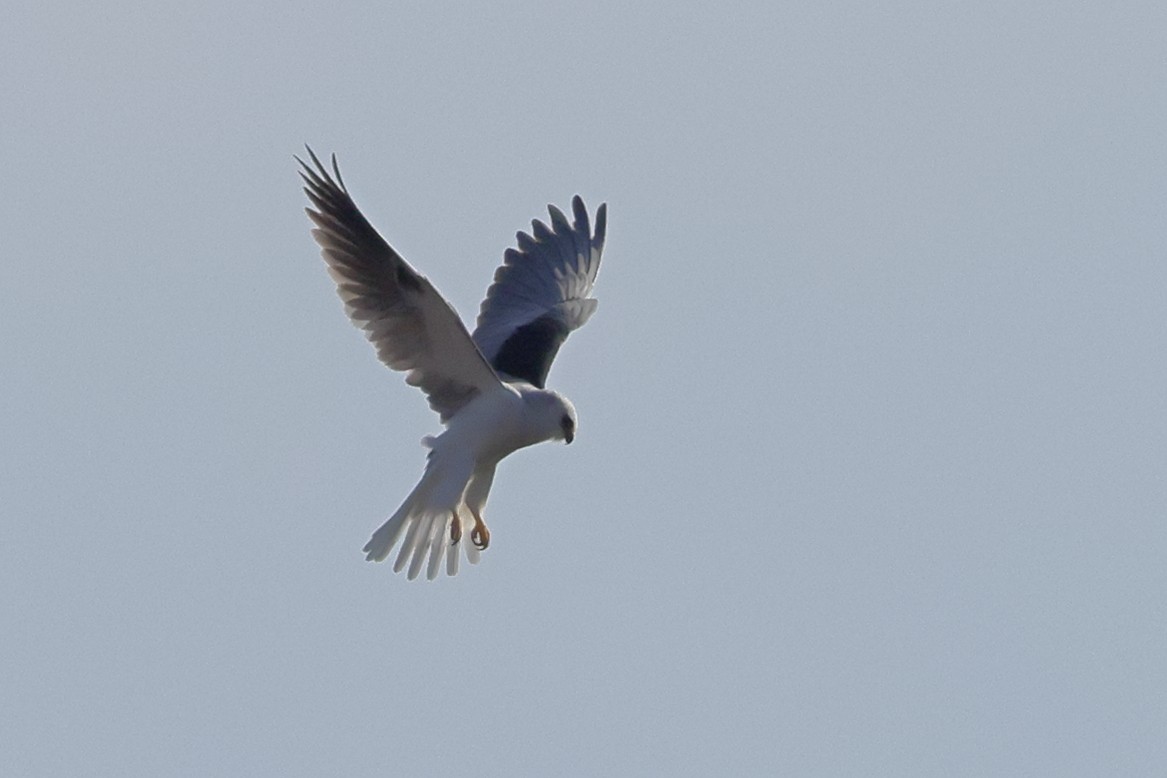 White-tailed Kite - ML646456237