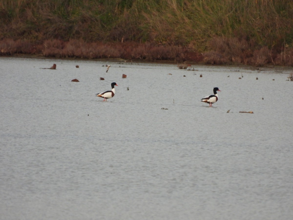 Common Shelduck - ML646456240