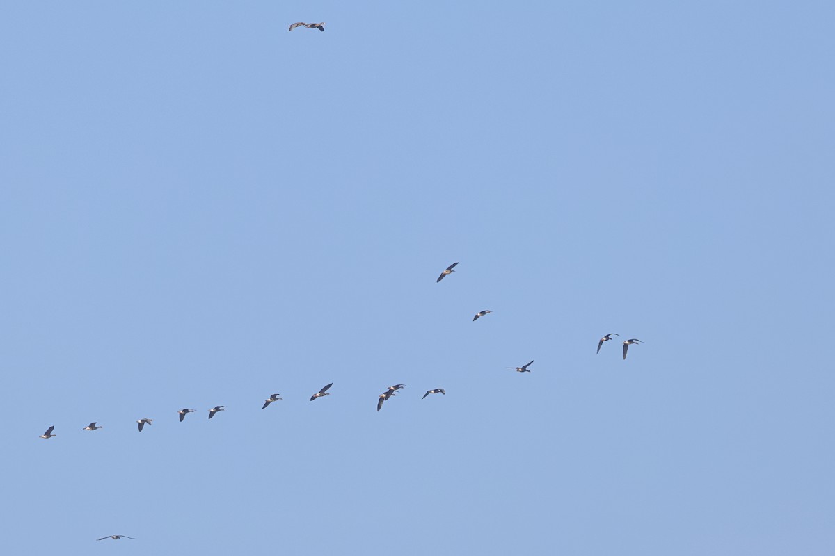 Greater White-fronted Goose - ML646456242