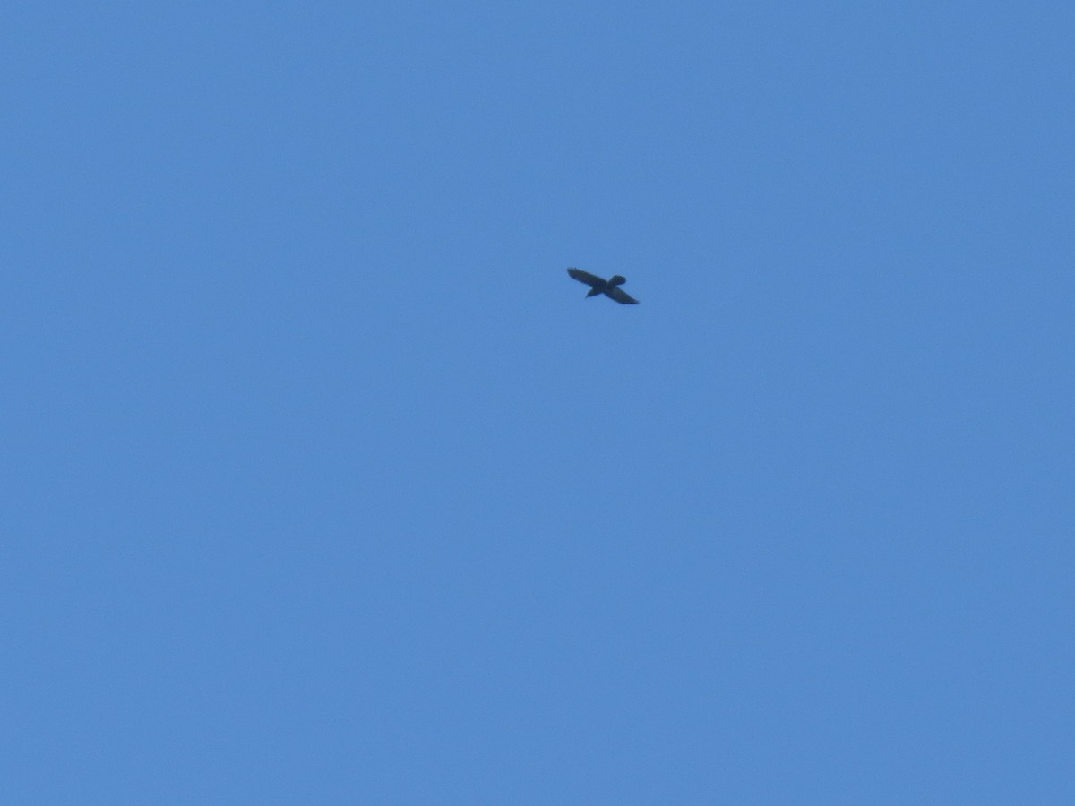 Common Raven - ML646456244