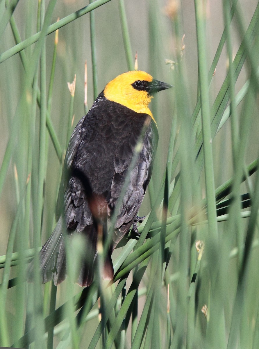 Yellow-headed Blackbird - ML646456245