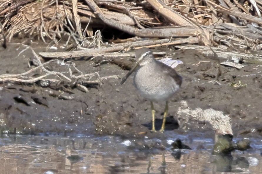 Long-billed Dowitcher - ML646456253