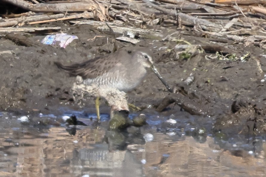 Long-billed Dowitcher - ML646456256