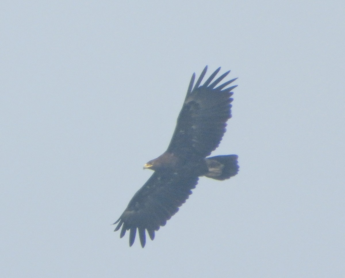 Greater Spotted Eagle - ML646456257