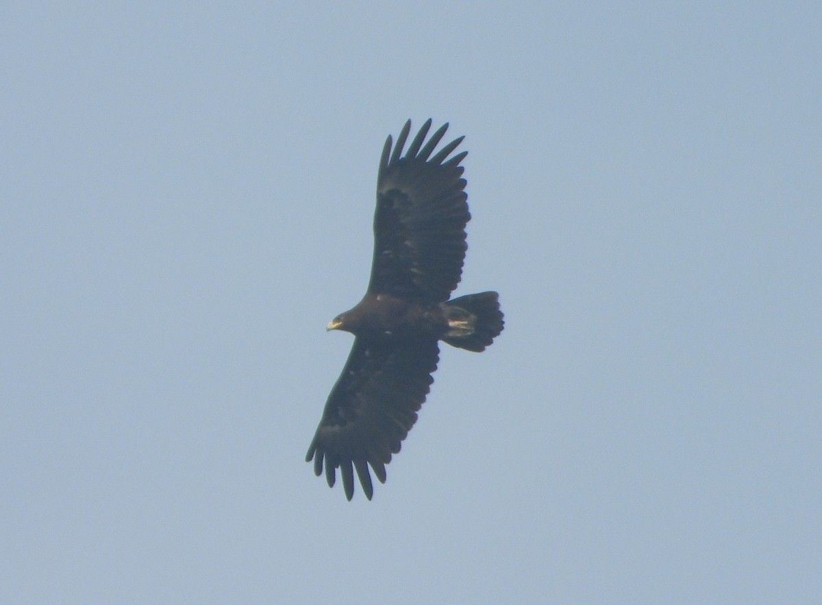 Greater Spotted Eagle - ML646456258