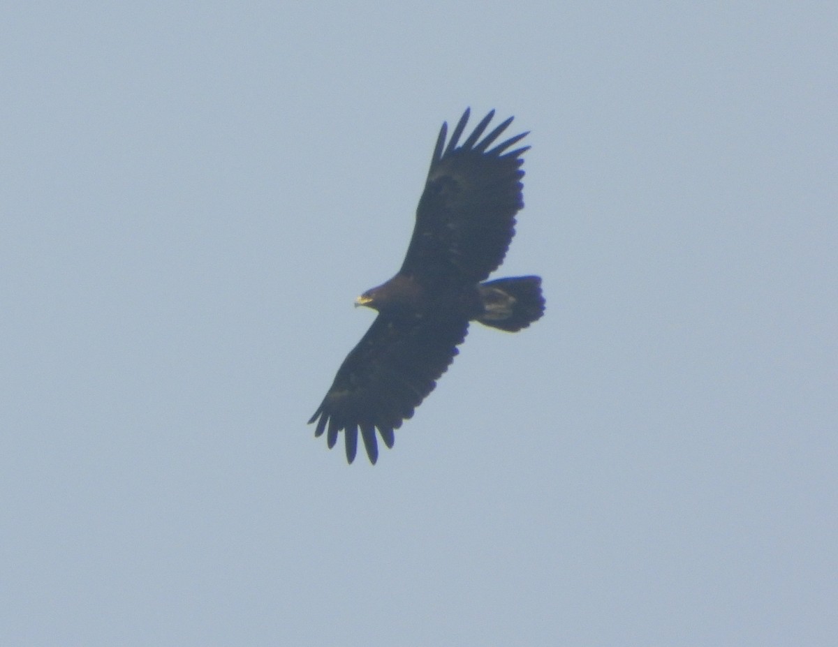 Greater Spotted Eagle - ML646456259
