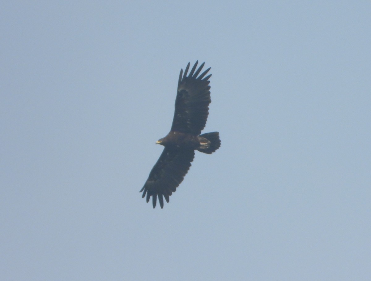 Greater Spotted Eagle - ML646456260