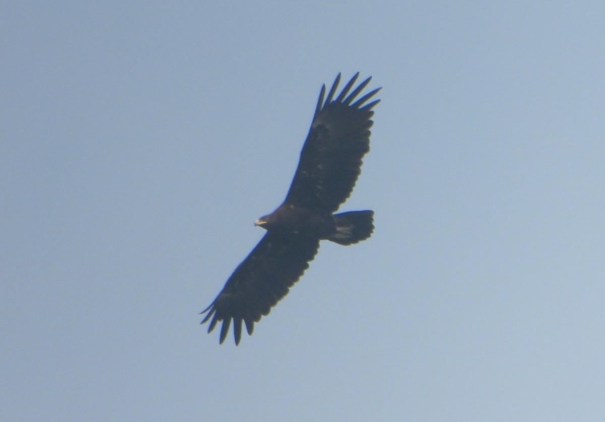 Greater Spotted Eagle - ML646456261