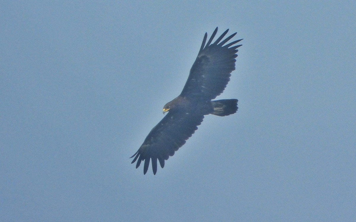 Greater Spotted Eagle - ML646456262