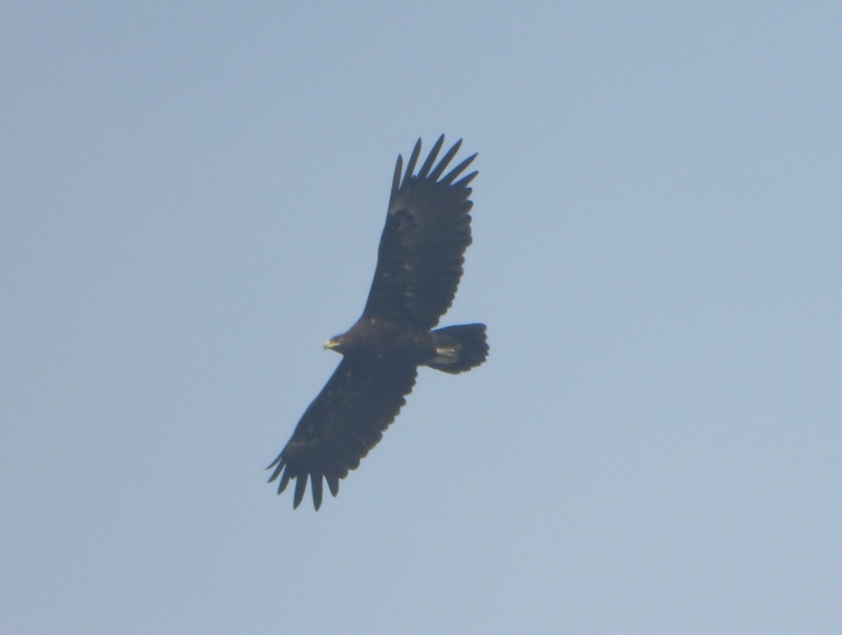 Greater Spotted Eagle - ML646456263