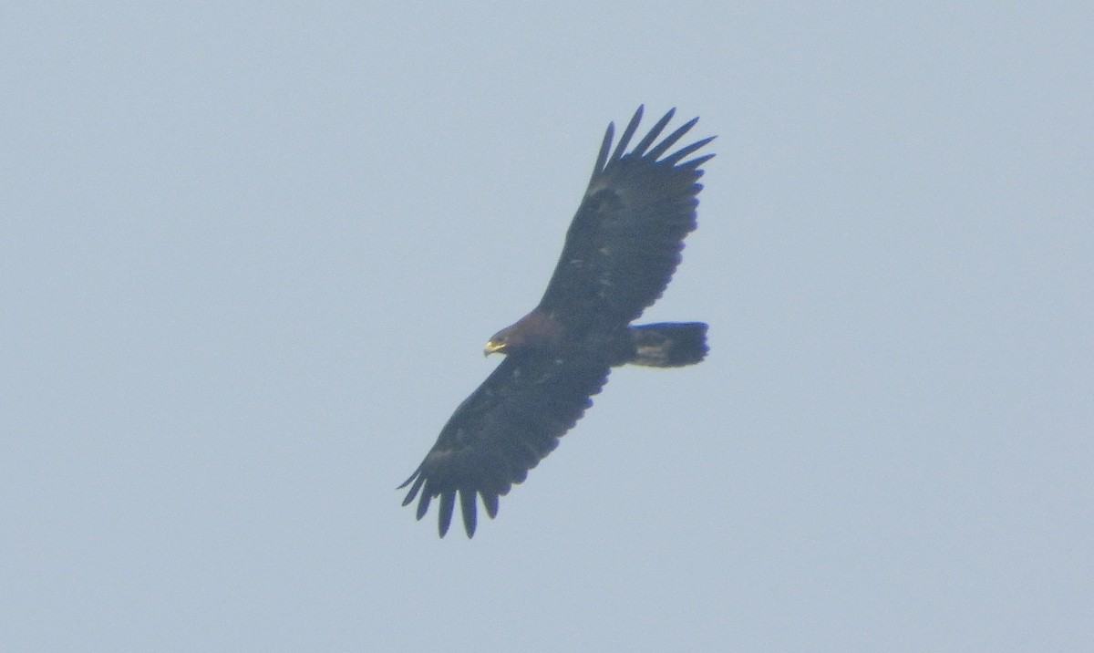 Greater Spotted Eagle - ML646456264