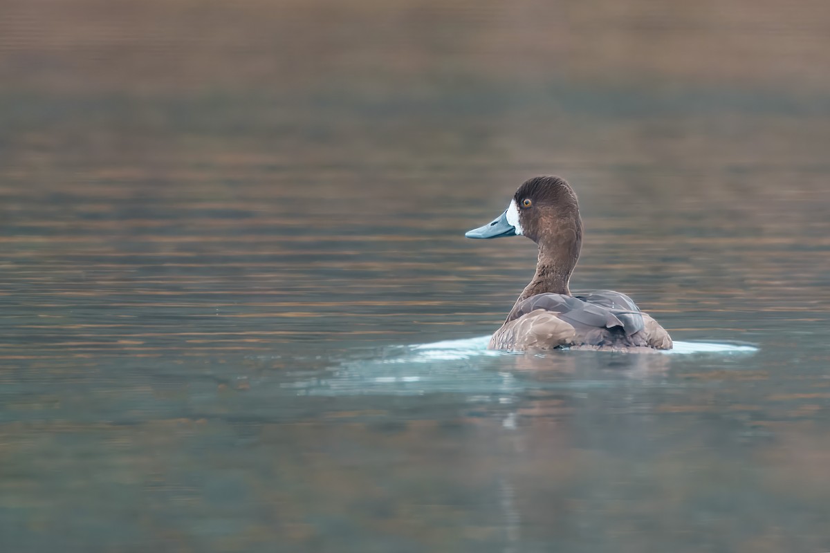 Kanadabergente - ML646456265