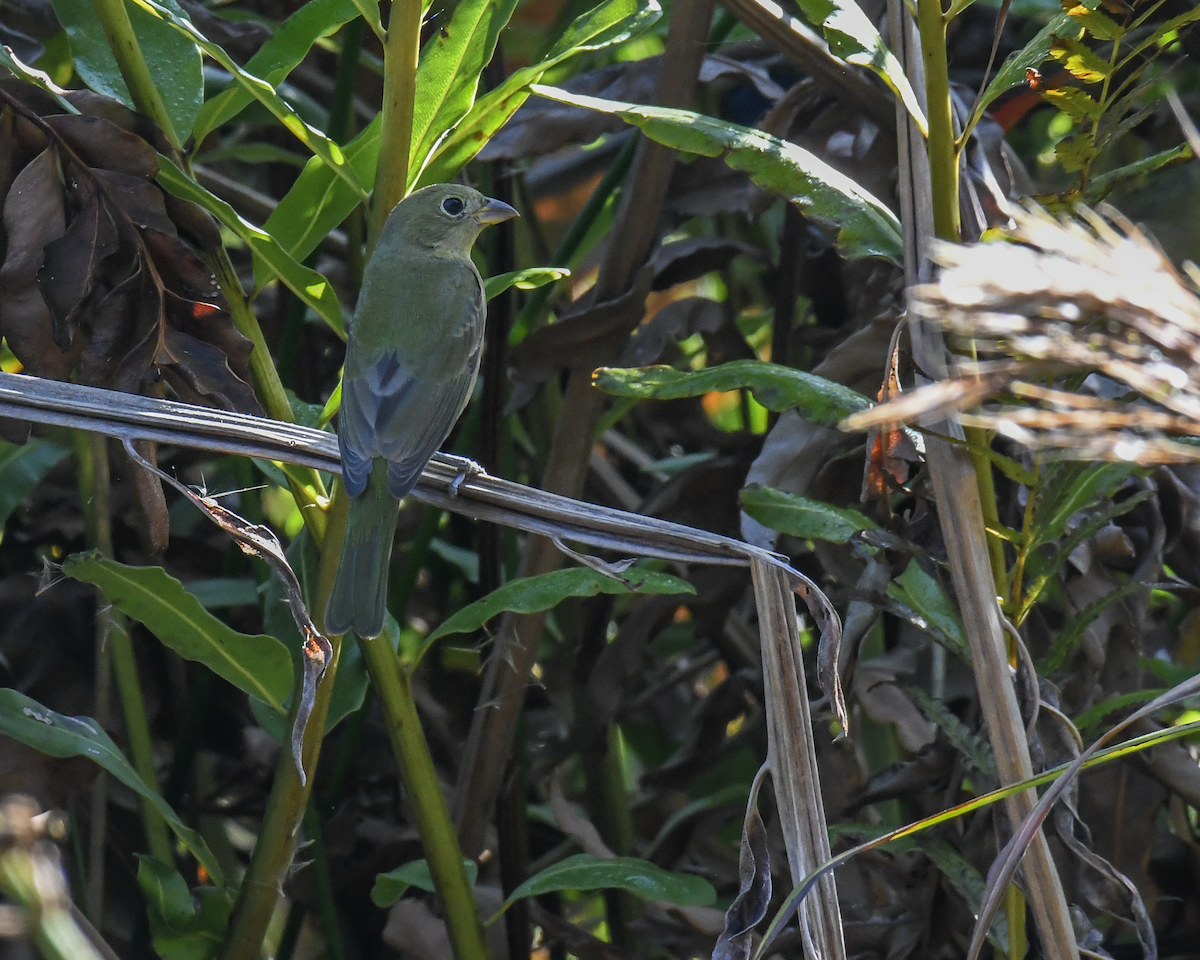 Painted Bunting - ML646456270