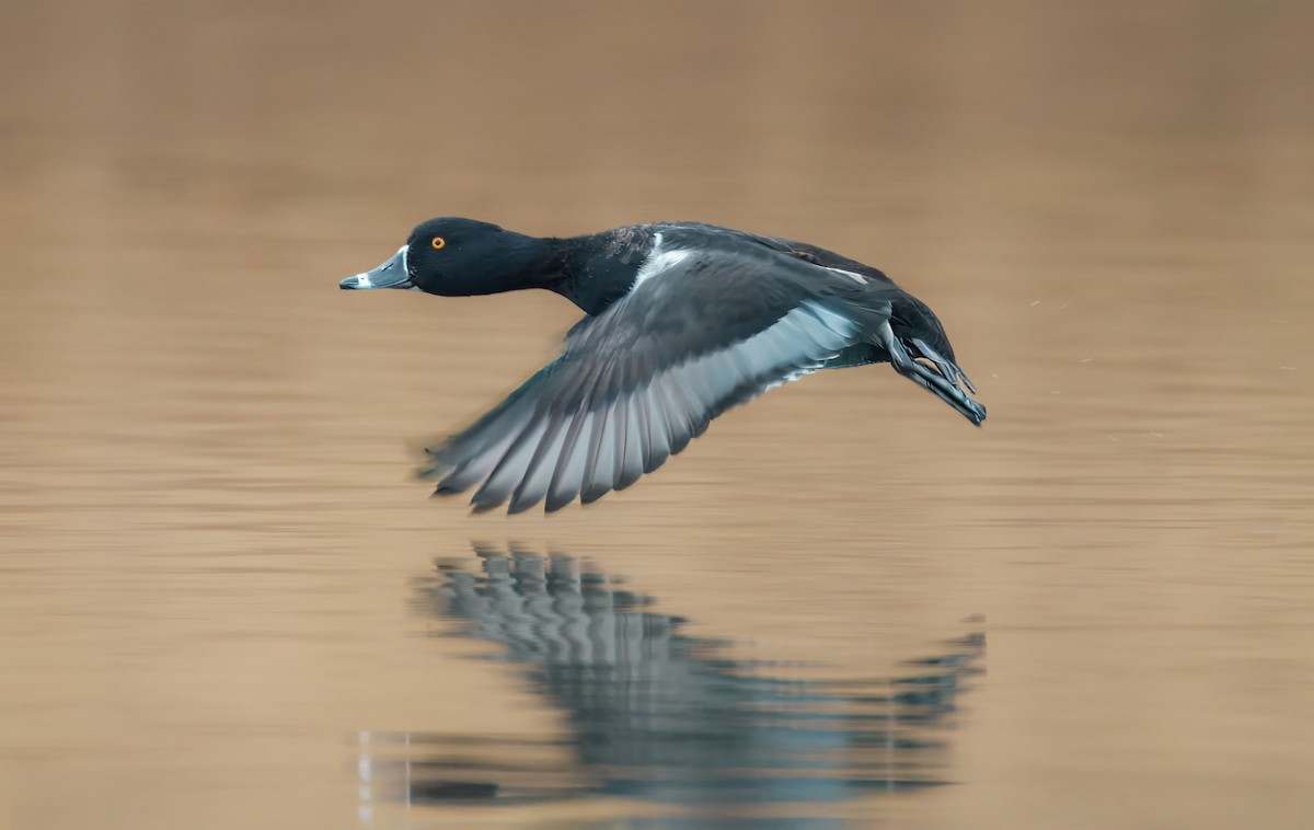 Ringschnabelente - ML646456271