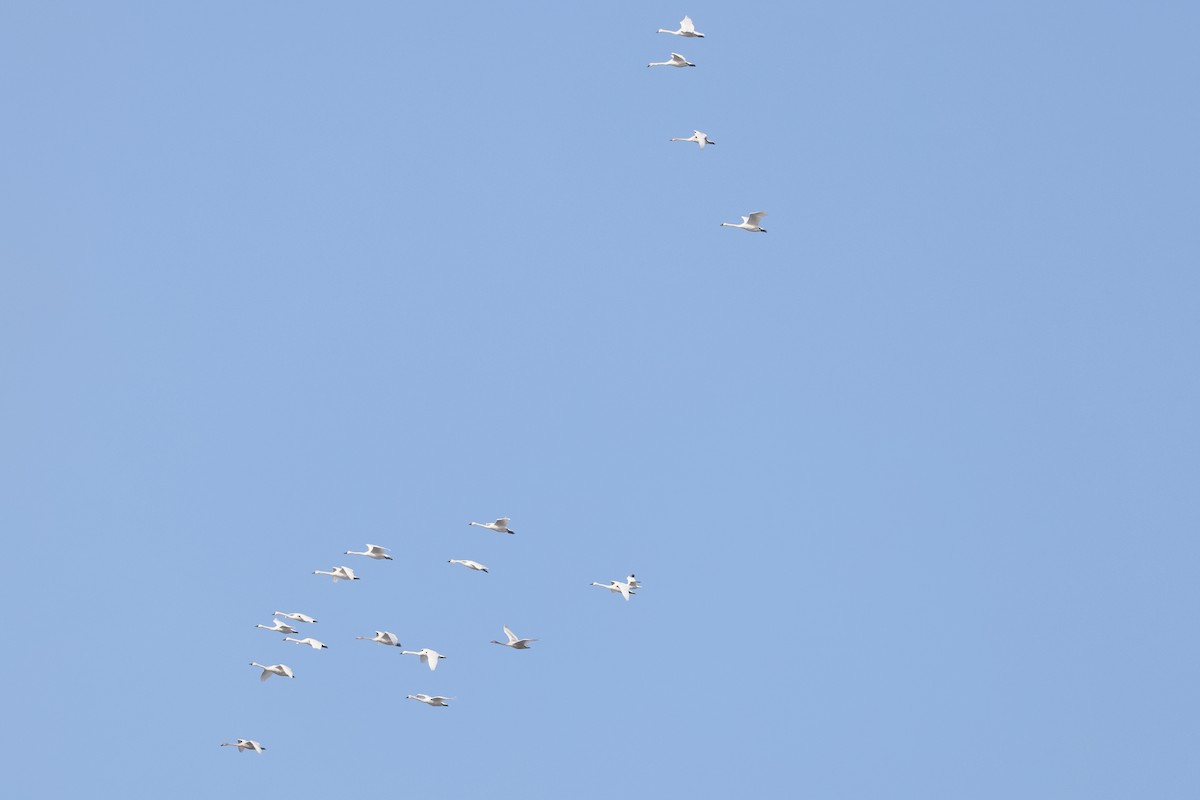 Американский лебедь - ML646456272