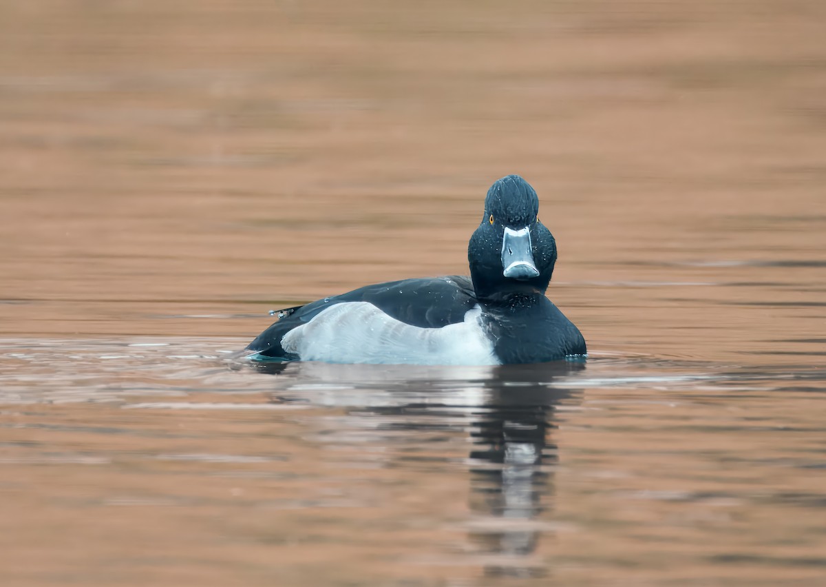 Ringschnabelente - ML646456273