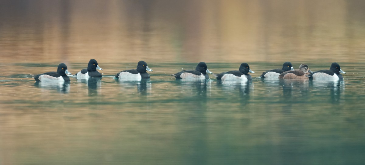 Ringschnabelente - ML646456274