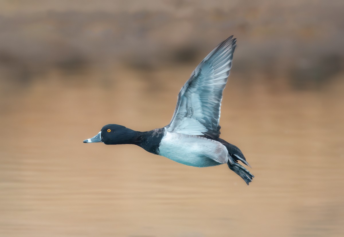 Ringschnabelente - ML646456275