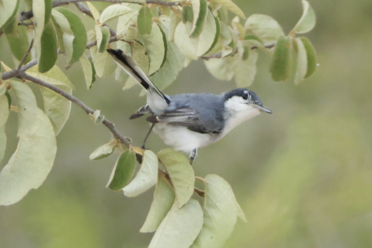 leskot tropický - ML646456276