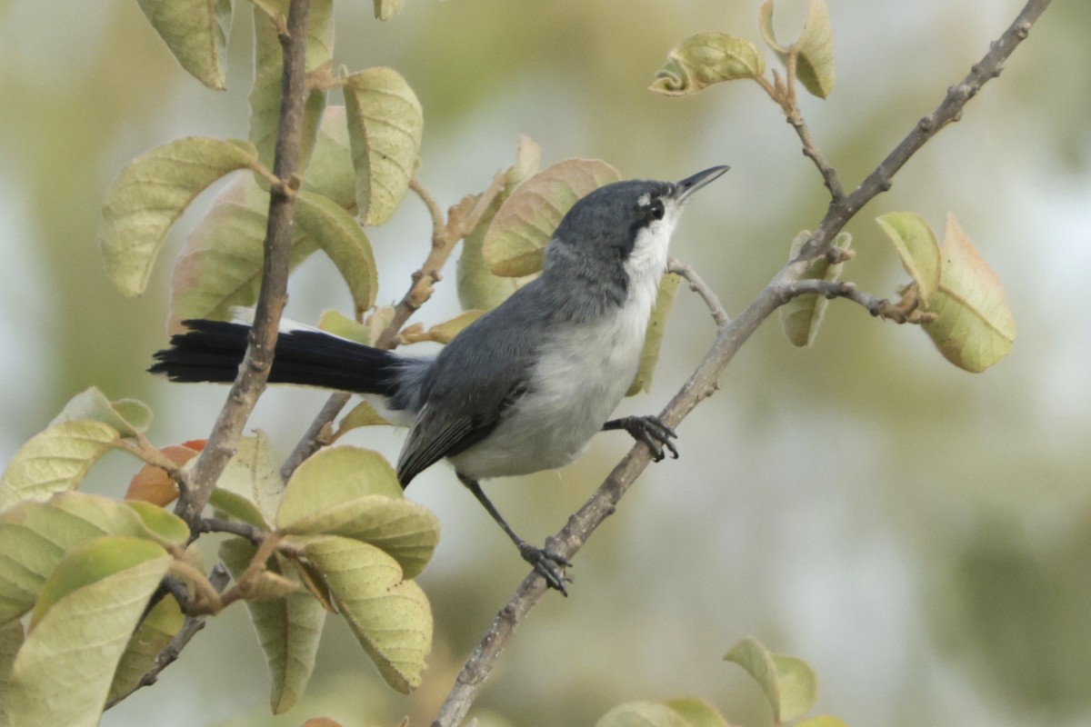 leskot tropický - ML646456277