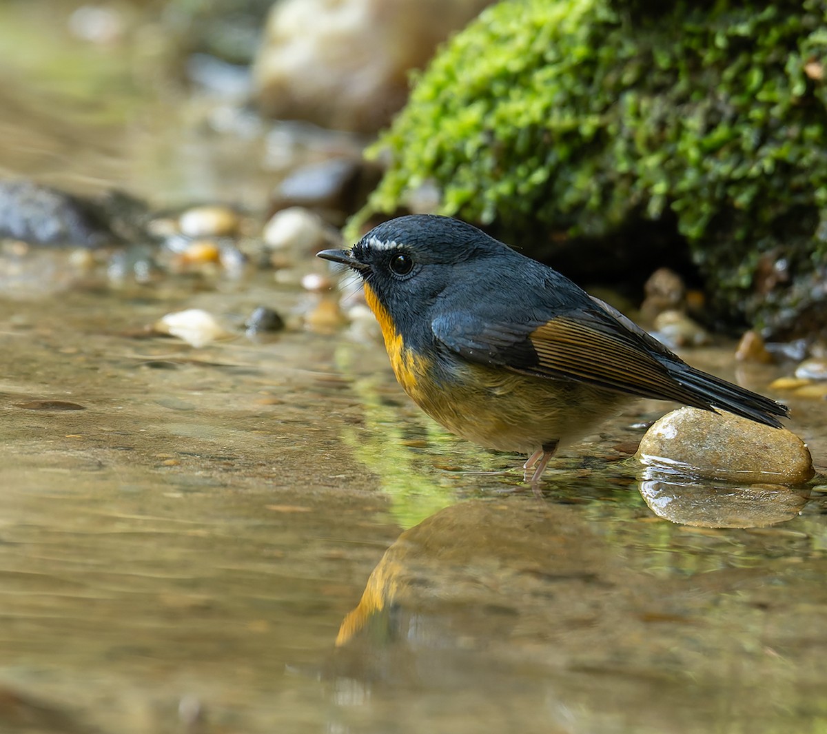 Snowy-browed Flycatcher - ML646456278