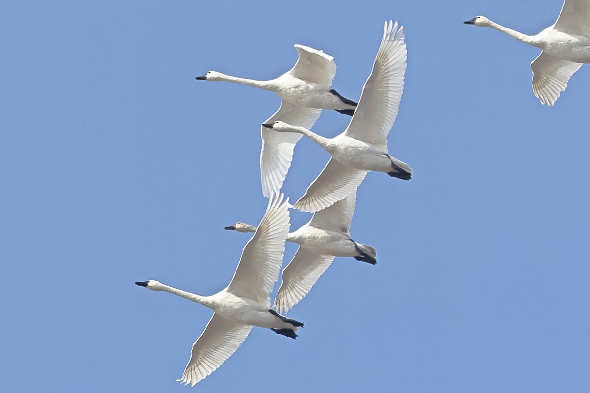 Американский лебедь - ML646456283