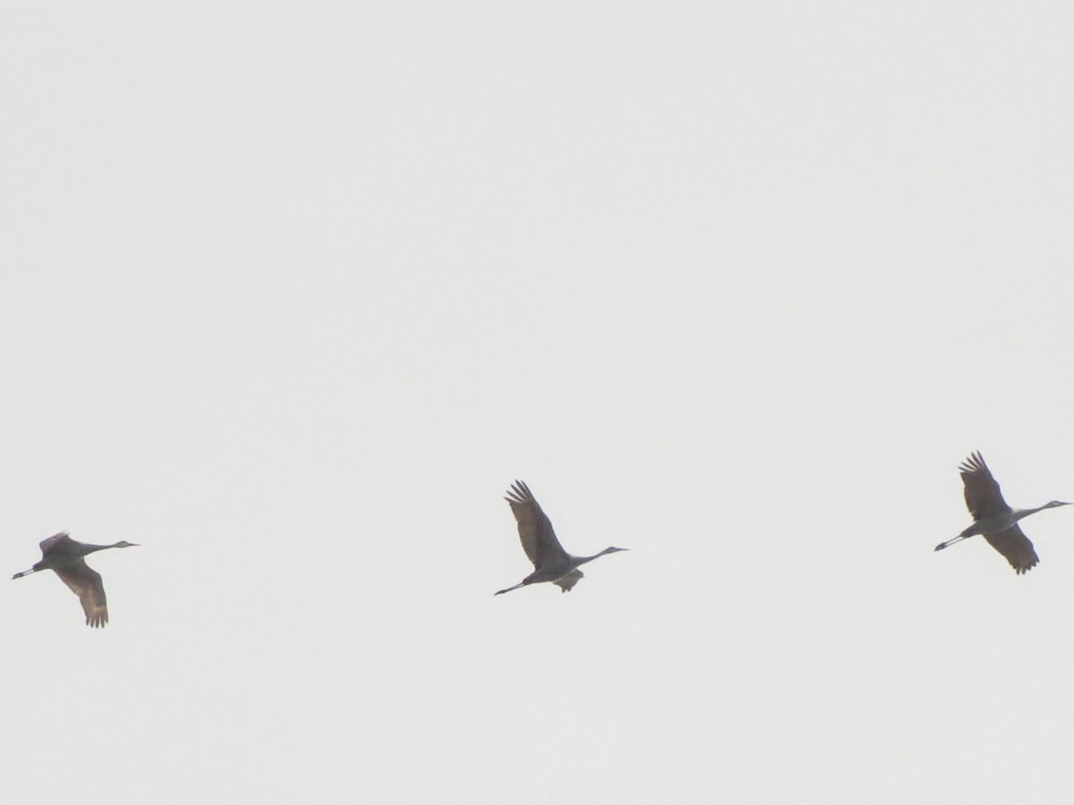 Sandhill Crane - ML646456284