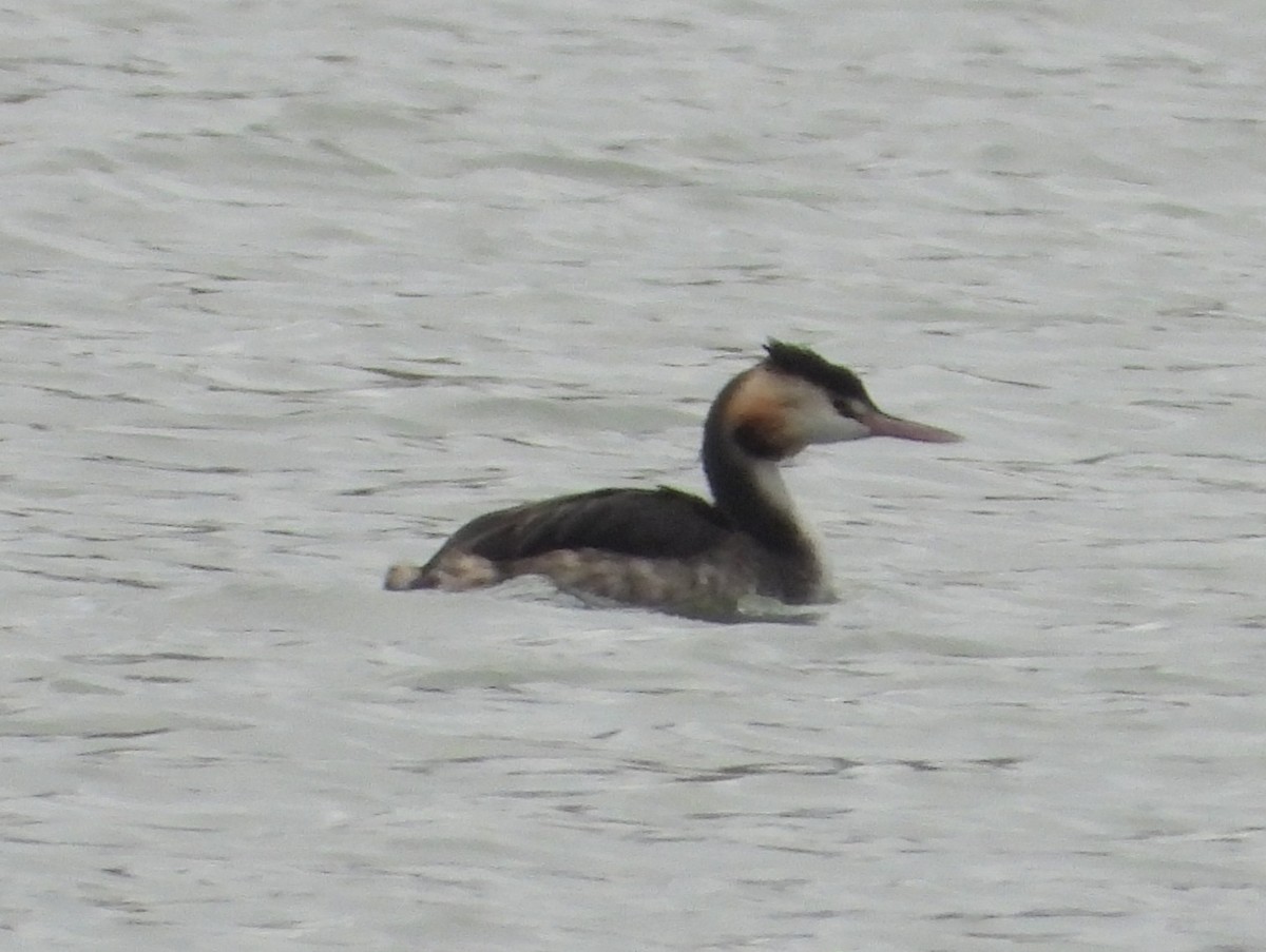 Great Crested Grebe - ML646456285