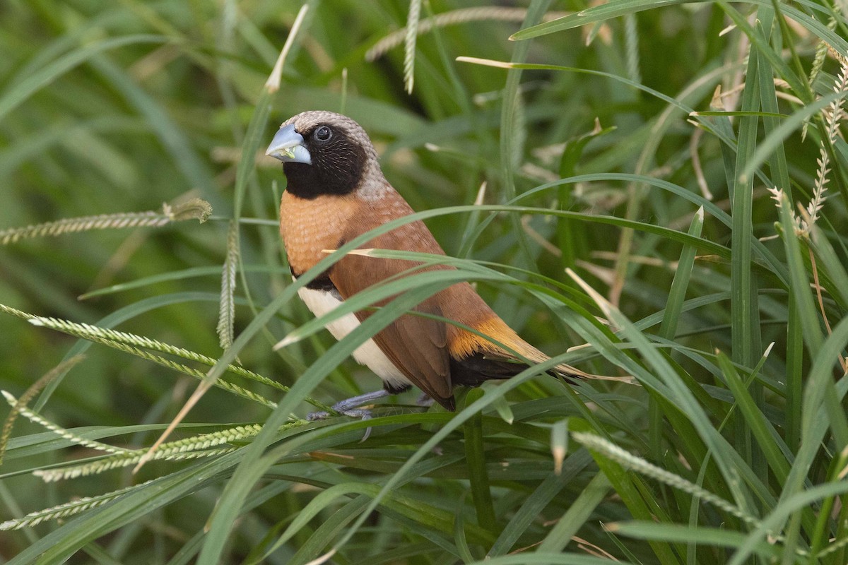 Capucin donacole - ML646456286