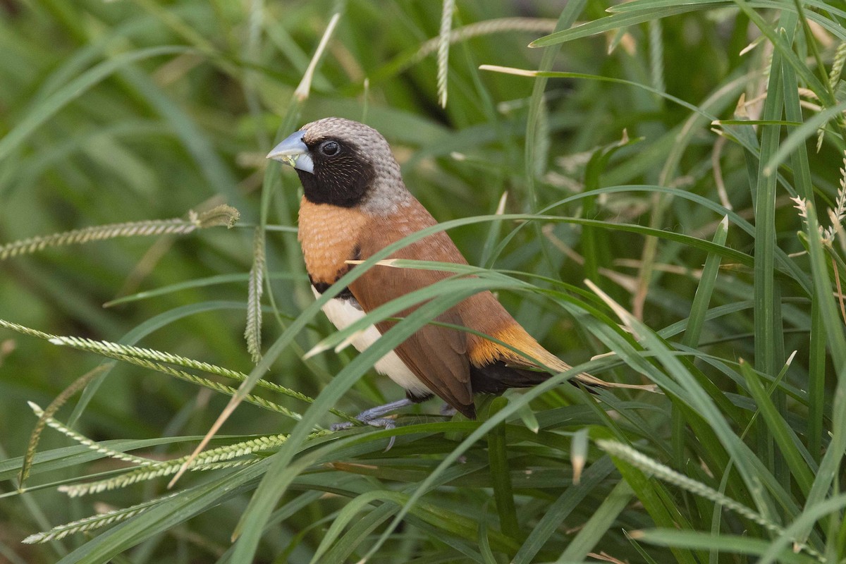 Capucin donacole - ML646456287