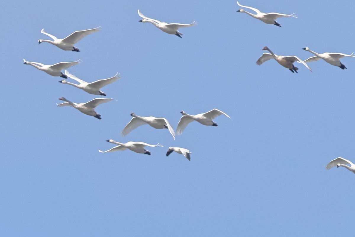 Snow Goose - ML646456292